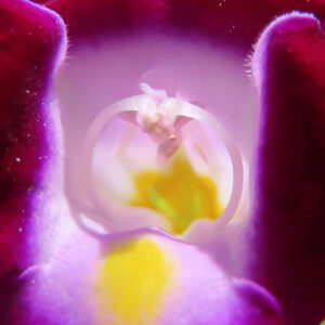 トレニアの花の内側を超接写した写真｜紫と黄色の色彩が美しい夏の花