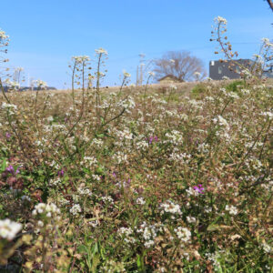 ナズナの白い小花を撮影した花写真