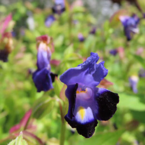 紫と黄色のトレニアの花を横向きに撮影した接写写真｜初夏から秋に咲くガーデニング花