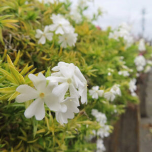 シバザクラの芝のように広がる春の花じゅうたんを撮影した花写真