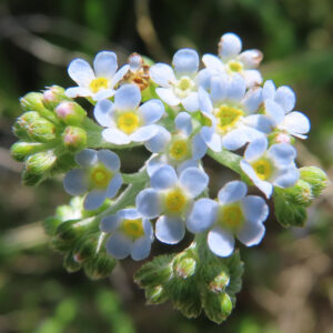 キュウリグサの小さな青い花を撮影した花写真