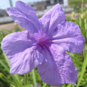 日差しを浴びるヤナギバルイラソウの紫色の花びらアップ