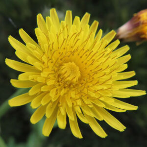 ノゲシのタンポポ似の黄花を撮影した花写真