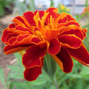 赤とオレンジの花びらが立体的に重なるマリーゴールドのクローズアップ写真｜鮮やかな夏の花