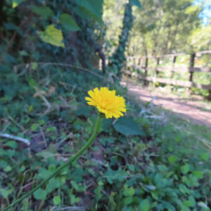 林縁の遊歩道脇に咲くブタナ（タンポポモドキ）の花をやや引いた構図で撮影した写真。細長い花茎の先に鮮やかな黄色い花が一輪咲き、背景には木々や小道が自然光の中で大きくボケて広がっている。