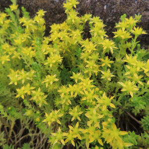 メノマンネングサの黄色い星形の花が岩場の前で群生して咲く様子を上から撮影した写真