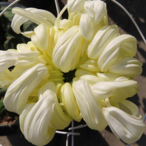 淡いクリームイエローの花弁が太く柔らかくカールし、中心に向かって放射状に重なる大輪のキクを上から捉えた接写写真
