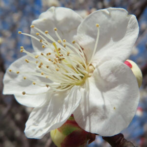 ウメの早春に香る梅を撮影した花写真