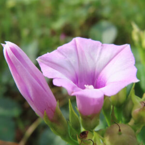 日本で秋にホシアサガオ（星朝顔）が淡いピンクと紫の花を咲かせ、隣に蕾が並ぶ写真