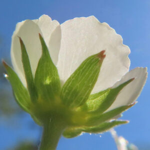 ワイルドストロベリーの花を下から見上げて撮影したマクロ写真。白い花弁の裏側と先端が赤く色づいた緑色の萼がはっきり写り、背景には澄んだ青空が広がる自然光の構図。