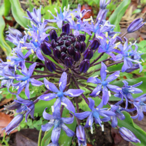 シラーペルビアナの濃紫色のつぼみを中心に、青い星形の花が球状に広がる姿を上から撮影した写真