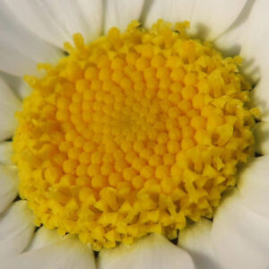 ノースポールの北極の雪を思わせる白い小菊を撮影した花写真