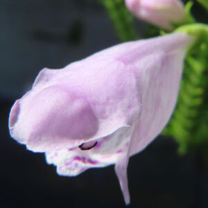 ハナトラノオの蕾がほころびかけた姿を接写した写真｜淡い紫色の花びらが光を受けて輝く