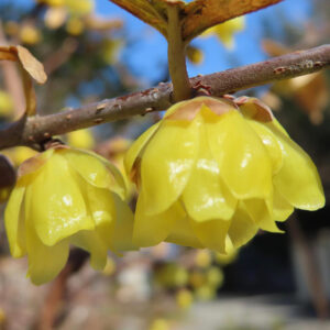 ロウバイの蝋細工のような冬花を撮影した花写真
