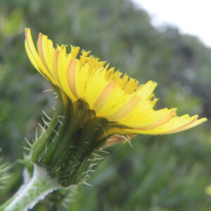 ノゲシのタンポポ似の黄花を撮影した花写真