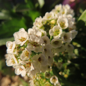 アリッサムの甘く香る小花を撮影した花写真