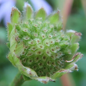 コヨメナの淡紫色の野菊を撮影した花写真