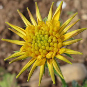 マーガレットの真珠の花を撮影した花写真