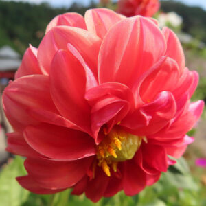 赤いダリアの花をアップで撮影した写真｜重なり合う花びらと黄色い中心が美しい
