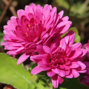 ピンク色の八重咲きキクの花をクローズアップで撮影した写真。幾重にも重なる花弁の中心部まで鮮明に写り、秋の日差しを受けて自然な質感と立体感が際立つ一輪の菊。