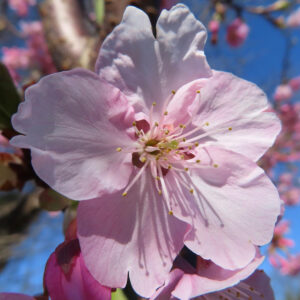青空を背景に咲くカワズザクラの接写写真。淡いピンク色の花弁に光が透け、繊細な雄しべが春の訪れを感じさせる
