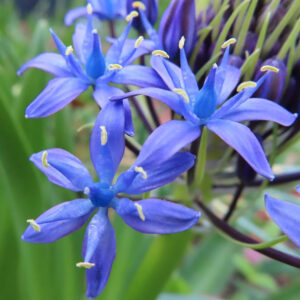 シラーペルビアナの青い花が複数開花し、黄色い葯が際立つ姿を近接撮影した写真
