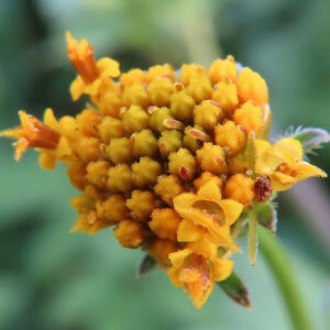 コセンダングサが開花し始めた瞬間を超接写で撮影した写真。黄色い筒状花が立ち上がり始め、密集した花序の細かな毛や質感まで鮮明に写っている