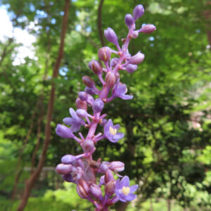 ヤブランの花が縦に連なる花序の中間アップ写真｜紫色の小花とつぼみが並ぶ木陰の林床風景