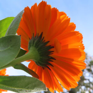 キンセンカの金盞花を撮影した花写真