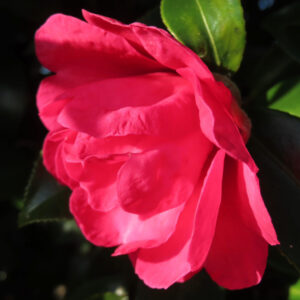 サザンカの濃いピンク色の花を横から捉えた接写写真。幾重にも重なる花弁の厚みと柔らかな質感が強調され、背景は暗く落ちた中に艶のある緑の葉が部分的に写り込む構図。