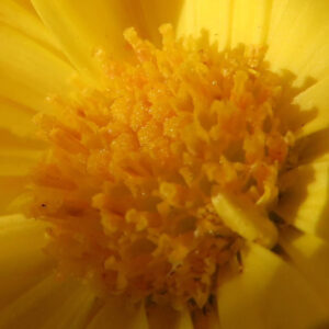 黄色いキクの花の中心部を極端にクローズアップで捉えた写真。粒状の花芯と周囲に放射状に広がる黄色の花びらが鮮明に写り、質感や立体感がよく分かる。
