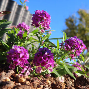 アリッサムの甘く香る小花を撮影した花写真