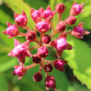 星形の萼片がくっきりした濃いピンク色のシモツケの蕾を接写した写真｜開花前のステージを正確に記録