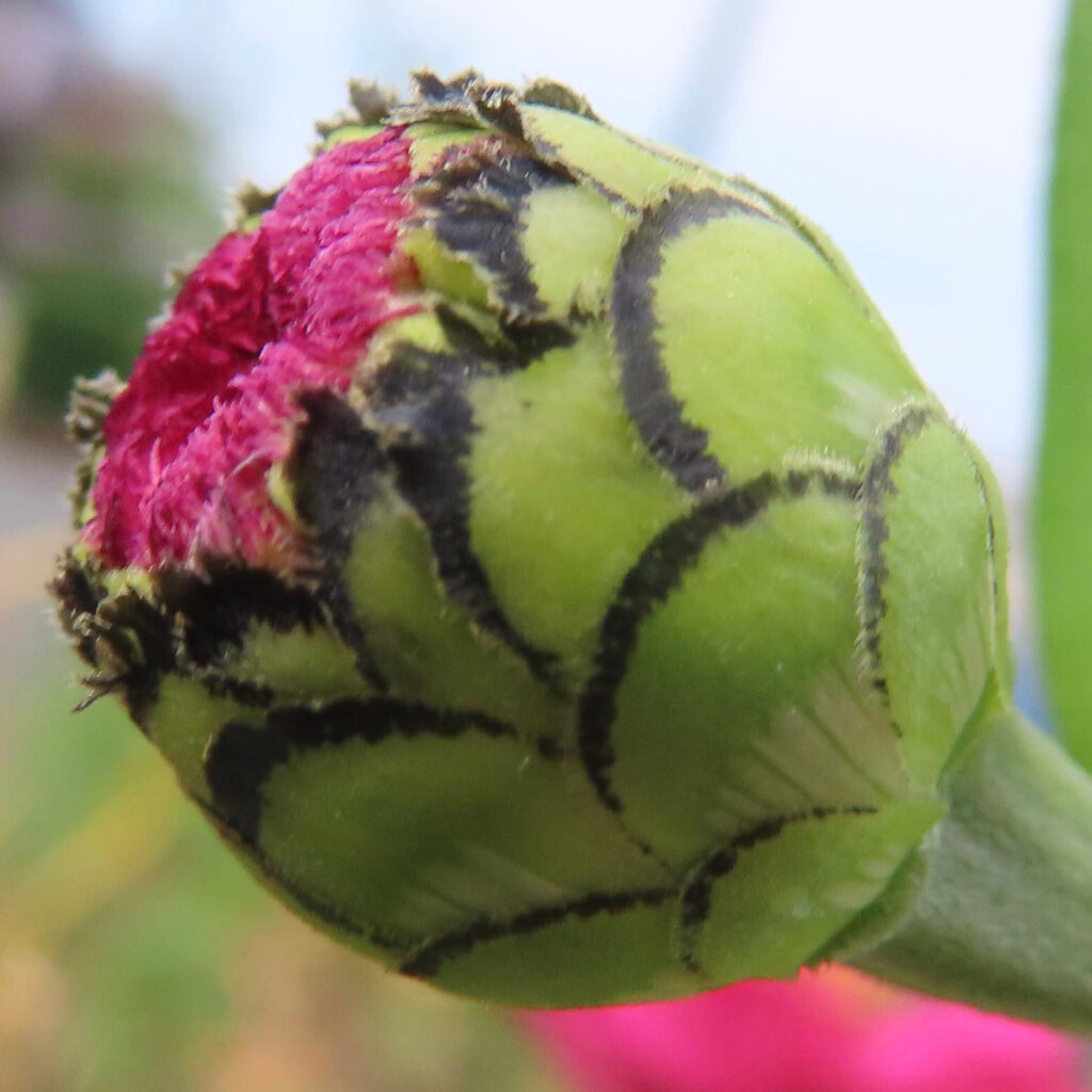 ヒャクニチソウの緑色の蕾