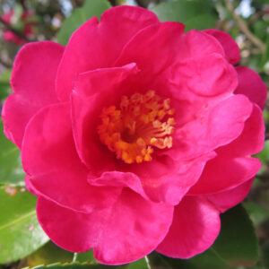 サザンカの花を正面から大きく捉えた接写写真。鮮やかな濃いピンク色の花弁が幾重にも重なり、中央の黄色い雄しべがくっきりと映える、背景に緑の葉がぼけた自然光の構図。