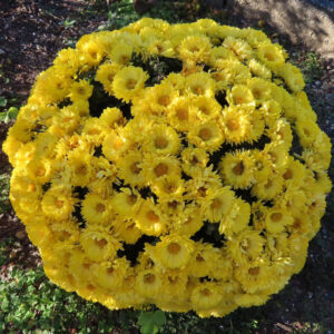 丸く刈り込まれた株いっぱいに黄色いキクの花が密集して咲く様子を真上から撮影した写真。庭植えのキクが球状にまとまり、花芯までくっきり見える構図。
