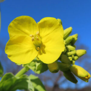 一輪のナノハナの花にピントを合わせたシンプルな接写写真