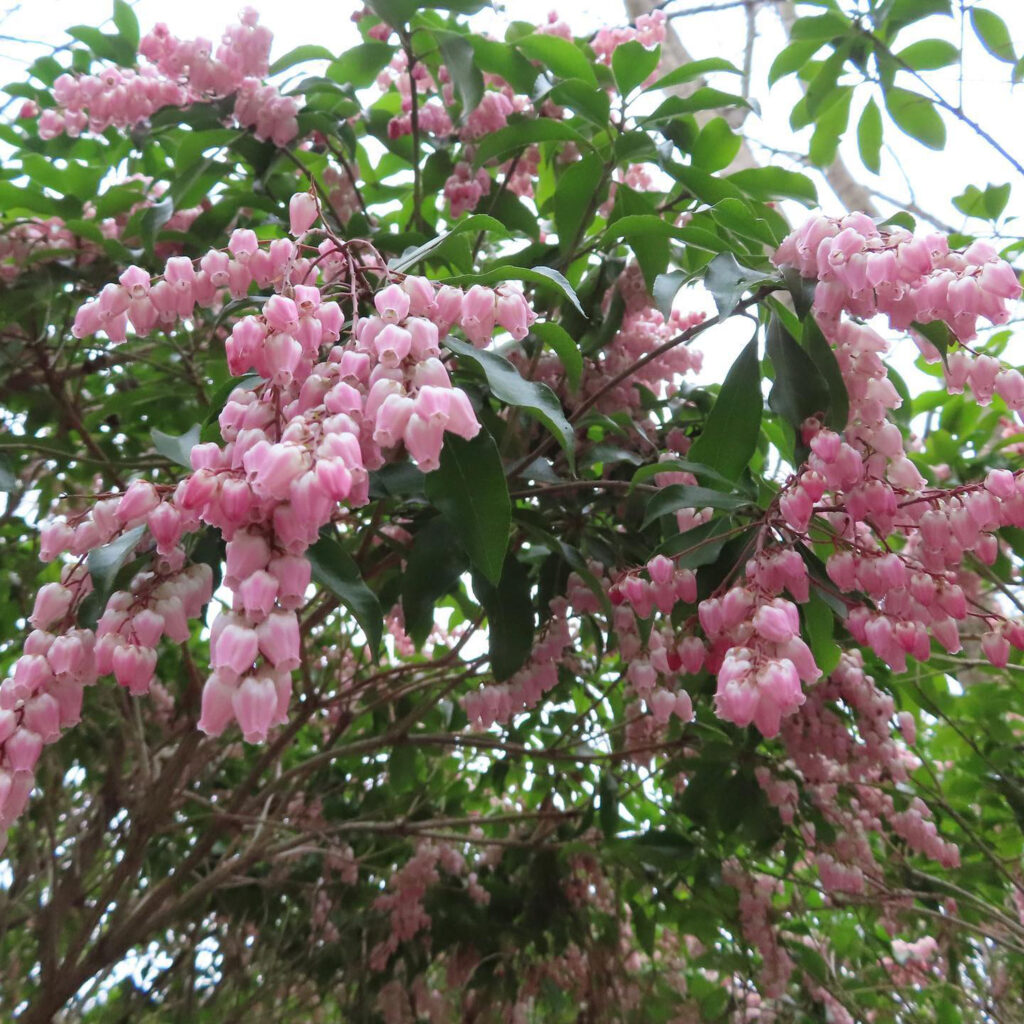 アセビがピンク色の花を咲かせています