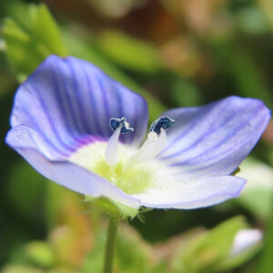 オオイヌノフグリの星の瞳と呼ばれる青い春花を撮影した花写真
