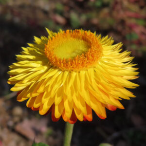 ムギワラギクの帝王貝細工を撮影した花写真
