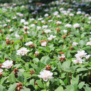 一面に広がるクラピアの白い小花と緑の葉の群生｜地被植物の接写風景