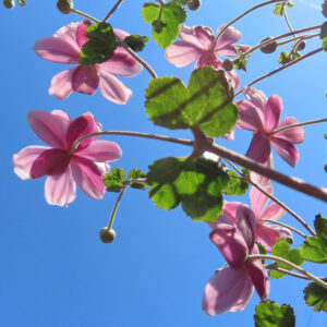 シュウメイギク（秋明菊）の花を下から見上げた構図の写真。青空を背景に、淡いピンク色の花びらが逆光で透け、細い茎や緑の葉、丸い蕾が放射状に広がる自然な一瞬。