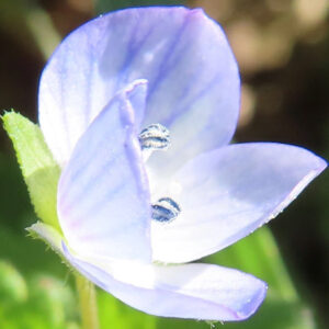 オオイヌノフグリの星の瞳と呼ばれる青い春花を撮影した花写真