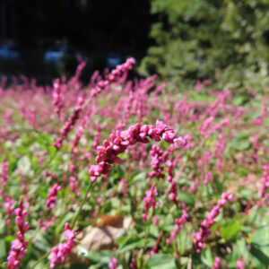 イヌタデの群生の中で一本の花穂にピントを合わせた写真。弓なりに曲がる赤紫色の花序にピンク色の小花が連なり、背景一面に広がる群落を大きくぼかした自然光の奥行きある構図。