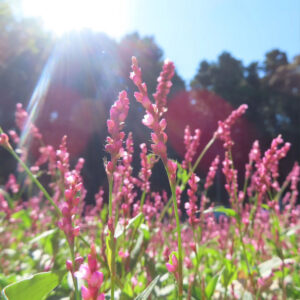 逆光の陽射しを受けて咲くイヌタデの群生を捉えた写真。細長い花茎にピンク色の小花が穂状に立ち上がり、光芒と木立を背景にした奥行きのある自然風景構図。