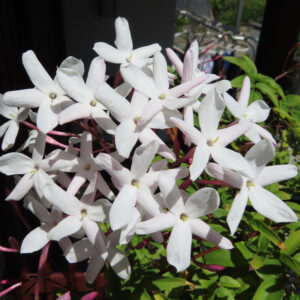一房に咲き誇るハゴロモジャスミンの花の集合写真