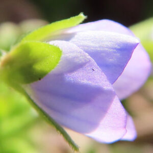 オオイヌノフグリの星の瞳と呼ばれる青い春花を撮影した花写真