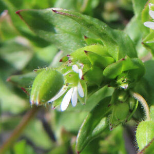 ハコベの春の七草はこべらと星形の白花を撮影した花写真