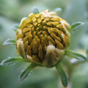 コセンダングサの蕾がほころび始めた瞬間を超接写で撮影した写真。中心の筒状花が黄色く見え始め、総包片の毛状の質感まで鮮明に写っている
