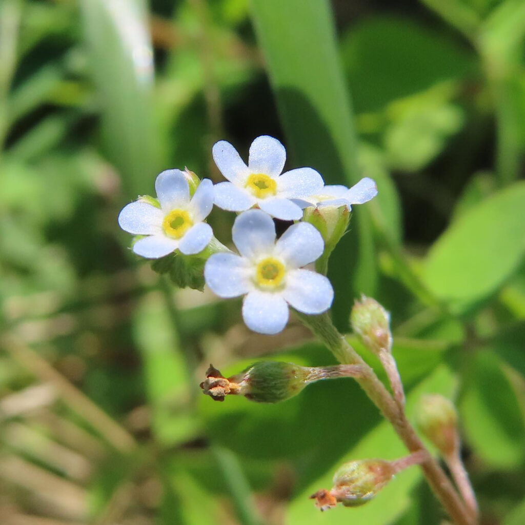 キュウリグサが青い花を咲かせています